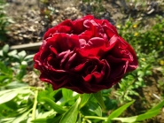 Пион "Кэрол" (Paeonia "Carol")