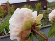 Півонія "Грінленд" (Paeonia "Greenland")