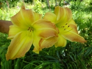 Лилейник "Эмеральд Джой" (Hemerocallis "Emerald Joy")