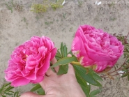 Пион "Гуди" (Paeonia "Goody")