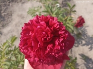 Пион "Аристократ" (Paeonia "Aristocrat")