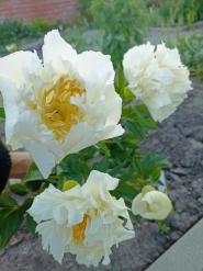 Півонія "Гранд Массів" (Paeonia "Grand Massive")