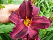 Лилейник "Стратерс Бол" (Hemerocallis "Strutter's Ball")