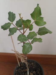 Цератония стручковая (Ceratonia siliqua)