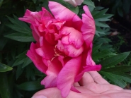 Пион Ито "Джулия Роуз" (Paeonia Itoh "Julia Rose")