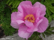 Пион "Лавендер" (Paeonia "Lavender")