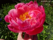 Пион "Корал Cуприм" (Paeonia "Coral Supreme")