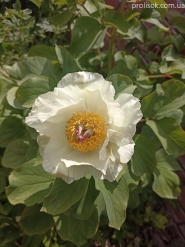 Півонія Млокосевича (Paeonia mlokosewitschii)