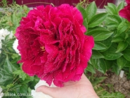 Пион "Олд Фейтфул" (Paeonia "Old Faithful")