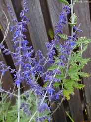 Перовскія лебедолиста "Блю Спайр" (Perovskia atriplicifolia "Blue Spire")