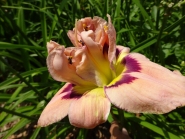 Лилейник "Фламбоинт Эджес" (Hemerocallis "Flamboyant Edges")