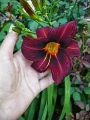 Лилейник "Блэк Принц" (Hemerocallis "Black Prince")