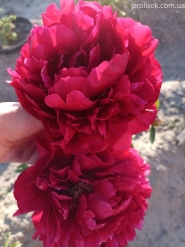 Пион "Корифей" (Paeonia "Koryfei")