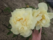 Пион "Санни Герл" (Paeonia "Sunny Girl")