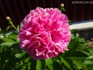 Пион "Карнейшен Букет" (Paeonia "Carnation Bouquet")