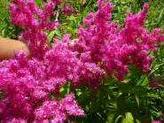 Гадючник пурпуровий "Елеганс" (Filipendula x purpurea "Elegans")