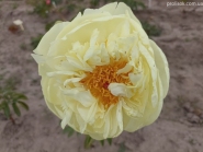 Півонія "Лемон Шифон" (Paeonia "Lemon Chiffon")