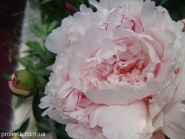 Пион "Принцесс Юлиана" (Paeonia "Princess Juliana")