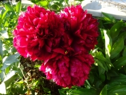 Пион "Рэд Грейс" (Paeonia "Red Grace")