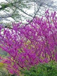 Церцис канадский (Cercis canadensis)