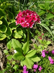Первоцвіт японський (Primula japonica) або Примула японська
