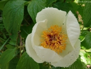 Пион Виттмана (Paeonia wittmanniana)