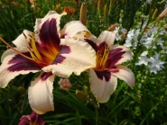 Лилейник "Уайлд Хорс" (Hemerocallis "Wild Horses")