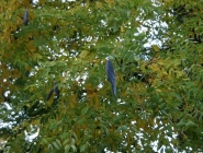 Бундук канадский или Гимнокладус двудомный (Gymnoclаdus diоicus)