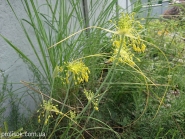 Цибуля жовта (Allium flavum)