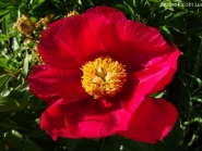 Пион "Америка" (Paeonia "America")