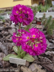 Первоцвіт дрібнозубчастий "Кашмеріана" (Primula denticulata "Cashmeriana")