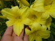 Лилейник желтый (Нemerocallis lilioasphodelus)