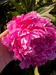 Пион "Дрезден Пинк" (Paeonia "Dresden Pink")