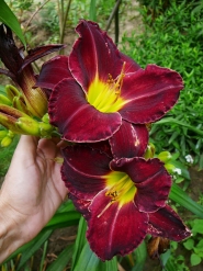 Лилейник "Блэк Стокинз" (Hemerocallis "Black Stockings")