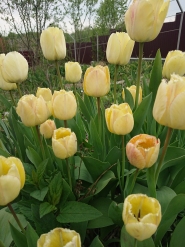 Тюльпан "Роял Сфінкс" (Tulipa "Royal Sphinx")