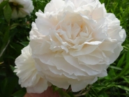 Пион "Мазерс Чойс" (Paeonia "Mother's Choice")