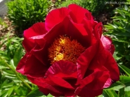 Півонія "Зе Макіно Гранд" (Paeonia "The Mackinac Grand")