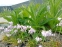 Гіацинтоід іспанський "Пінк" (Hyacinthoides hispanica "Pink")