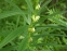 Купена мутовчатая (Polygonatum verticillatum)