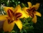 Лилейник "Бонанза" (Hemerocallis "Bonanza")