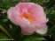 Пион "Пинк Вангард" (Paeonia "Pink Vanguard")