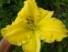 Лілійник "Лемон Електра" (Hemerocallis "Lemon Electra")