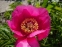 Півонія лікарська (Paeonia officinalis)