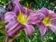 Лилейник "Прерия Блю Айс" (Hemerocallis "Prairie Blue Eyes")