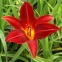 Лілійник "Керрі Куін" (Hemerocallis "Carey Queen")