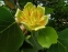 Ліріодендрон тюльпановий (Liriodendron tulipifera), або Тюльпанне дерево американське