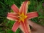 Лилейник "Рибонетт" (Hemerocallis "Ribbonette")