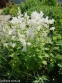 Дзвоники широколисті "Альба" (Campanula latifolia "Alba")