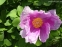 Півонія кримська (Paeonia daurica)