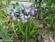 Гиацинтоид испанский "Блю" (Hyacinthoides hispanica "Blue")